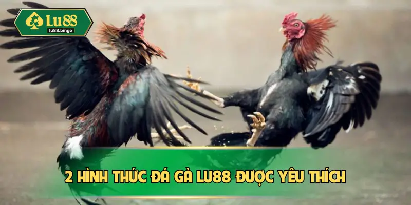 2 hình thức đá gà Lu88 được yêu thích