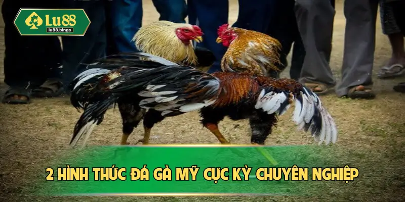 2 hình thức đá gà Mỹ cực kỳ chuyên nghiệp