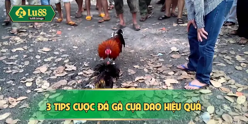 3 tips cược đá gà cựa dao hiệu quả