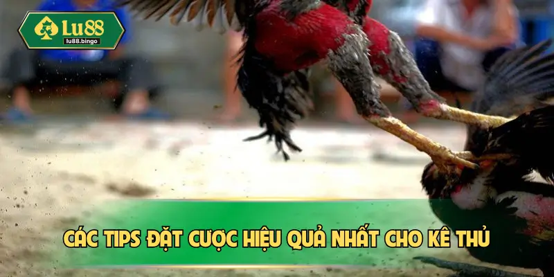 Các tips đặt cược hiệu quả nhất cho kê thủ