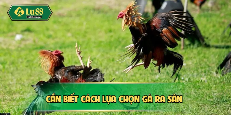 Cần biết cách lựa chọn gà ra sân 