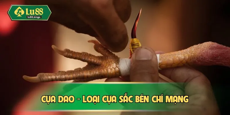 Cựa dao - loại cựa sắc bén chí mạng