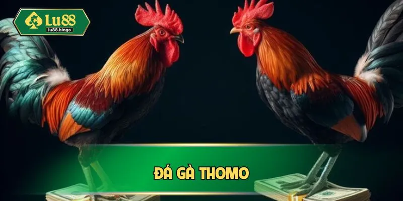Đá Gà Thomo
