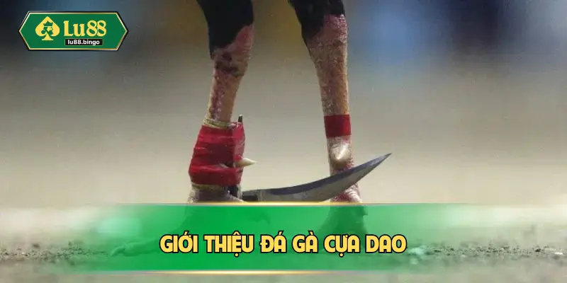 Giới thiệu đá gà cựa dao