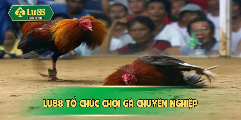 Lu88 tổ chức chọi gà chuyên nghiệp