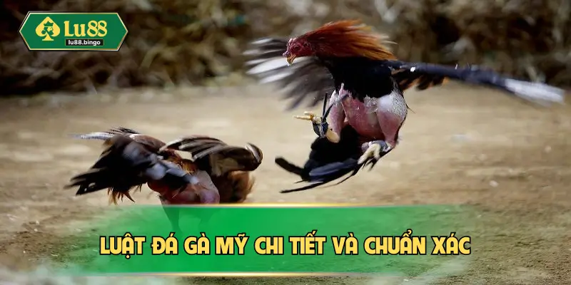 Luật đá gà Mỹ chi tiết và chuẩn xác