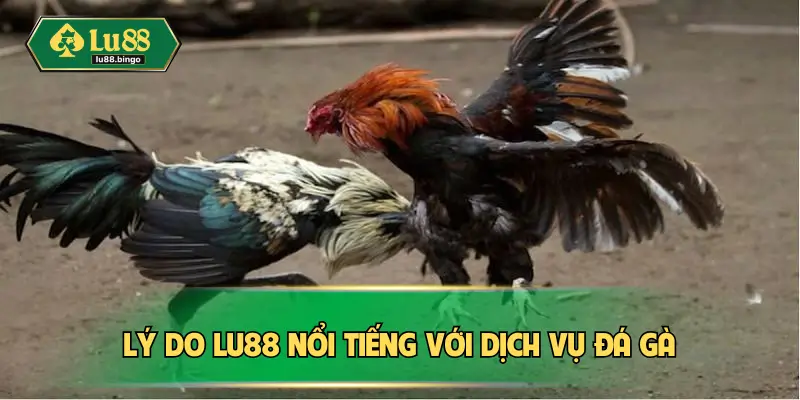 Lý do Lu88 nổi tiếng với dịch vụ đá gà
