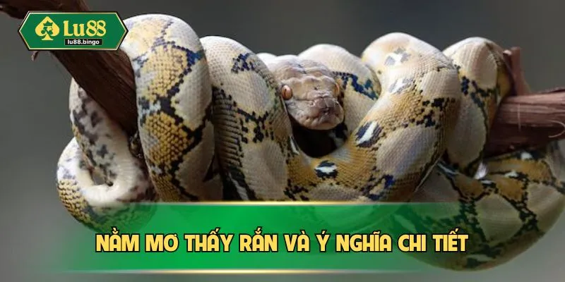Nằm mơ thấy rắn và ý nghĩa chi tiết