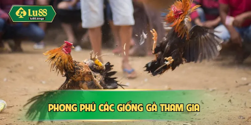 Phong phú các giống gà tham gia 
