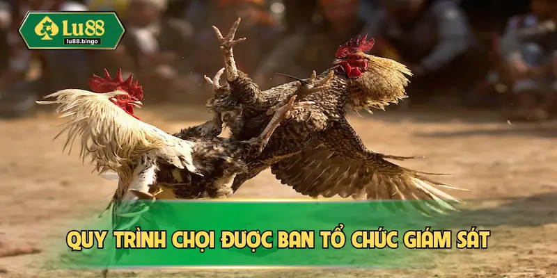 Quy trình chọi được ban tổ chức giám sát