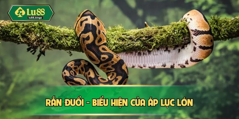 Rắn đuổi - Biểu hiện của áp lực lớn