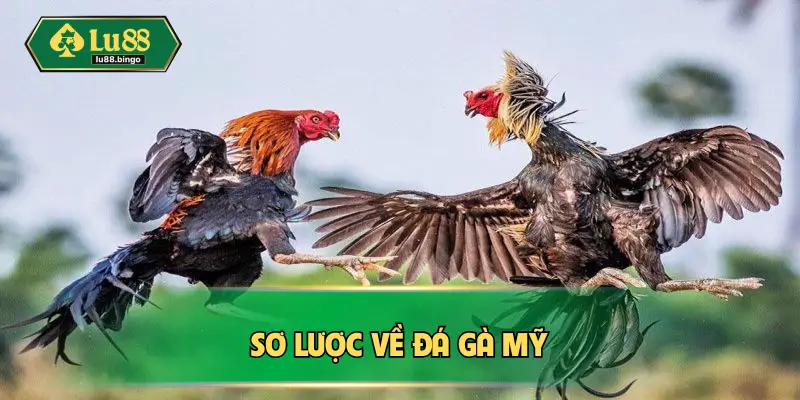 Sơ lược về đá gà Mỹ