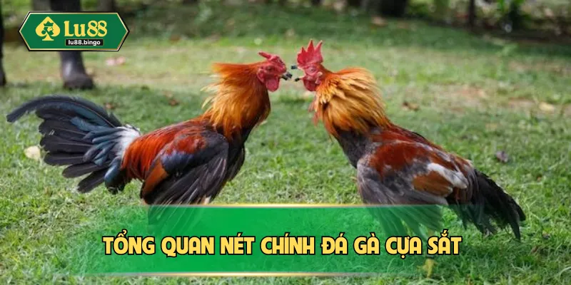 Tổng quan nét chính đá gà cựa sắt 