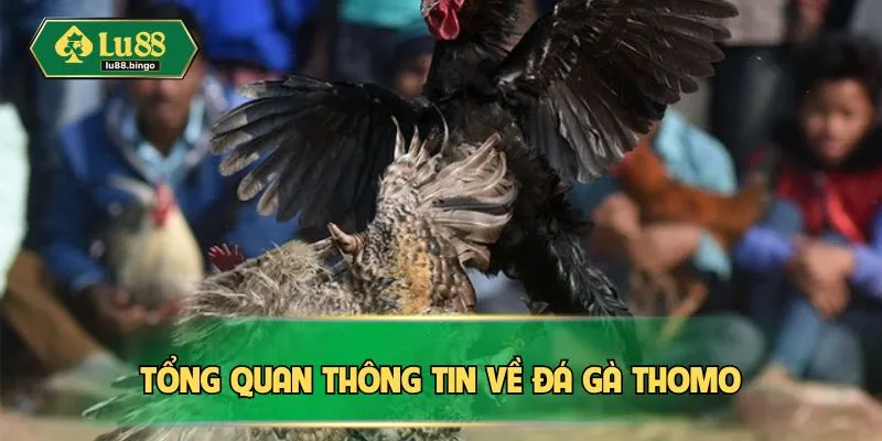 Tổng quan thông tin về đá gà Thomo